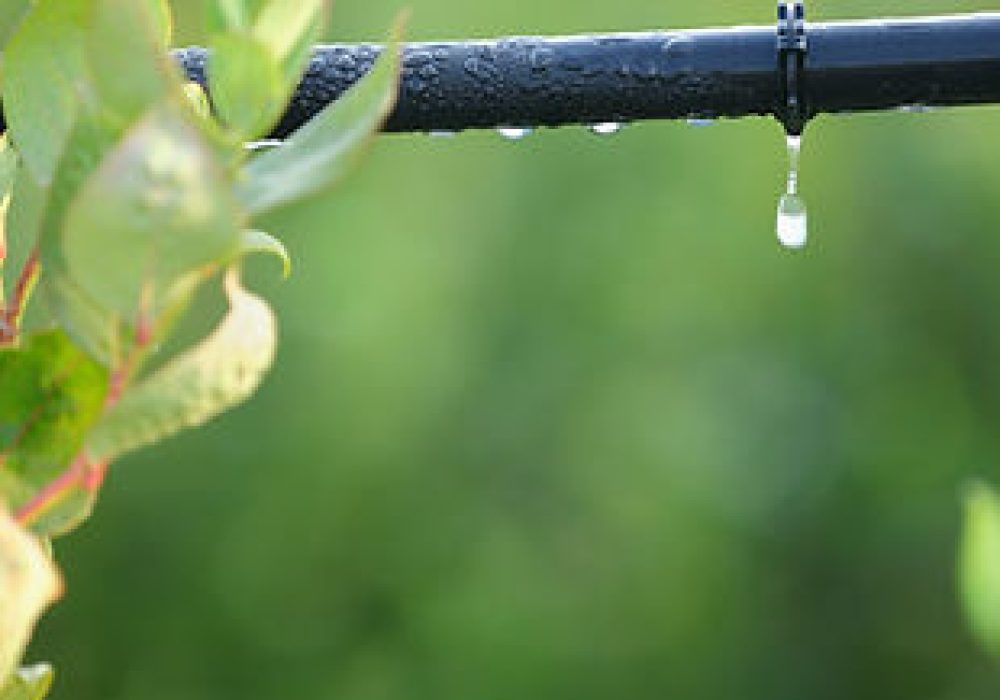 PlantIrrigationSystem.jpg PlantIrrigationSystem.jpg